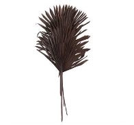 DRIED PLANT PALM LEAF HANDMADE LARGE SUN PALM SPEAR NATURAL FOLIAGE,
