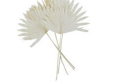 DRIED PLANT PALM LEAF HANDMADE LARGE SUN PALM SPEAR NATURAL FOLIAGE,