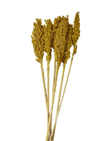 DRIED PLANT CORN MAZE NATURAL FOLIAGE WITH LONG STEMS, 3" X 1" X 30"