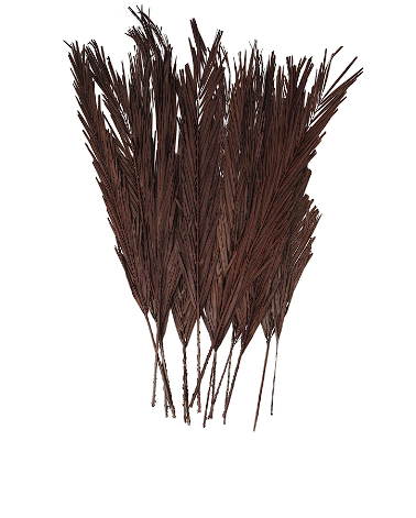 DARK BROWN DRIED PLANT PALM LEAF NATURAL FOLIAGE WITH FEATHER INSPIRED STEMS, 4" X 1" X 43"