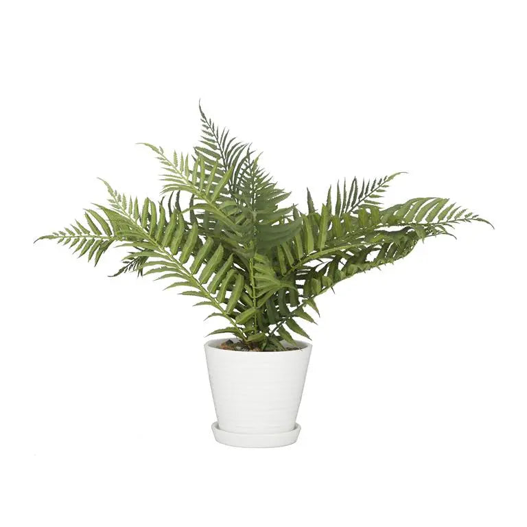Fern Artificial Plan
