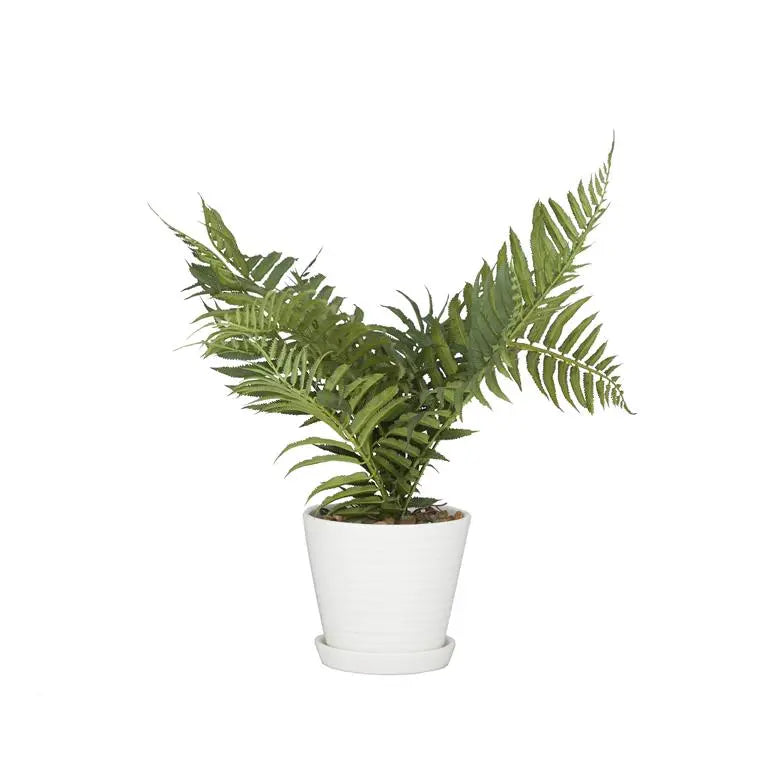 Fern Artificial Plan