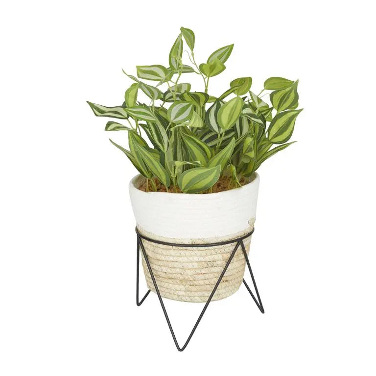 Green Rattan Coastal Sanchezia Artificial Plant