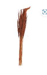 DRIED PLANT PAMPAS NATURAL FOLIAGE WITH LONG STEMS, 2" X 1" X 35"