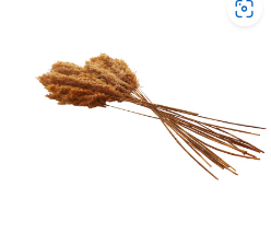 DRIED PLANT PAMPAS NATURAL FOLIAGE WITH LONG STEMS,