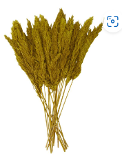 DRIED PLANT PAMPAS NATURAL FOLIAGE WITH LONG STEMS,