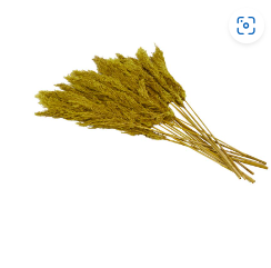 DRIED PLANT PAMPAS NATURAL FOLIAGE WITH LONG STEMS,