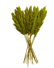 DRIED PLANT PAMPAS NATURAL FOLIAGE WITH LONG STEMS,