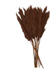 DRIED PLANT PAMPAS NATURAL FOLIAGE WITH LONG STEMS,