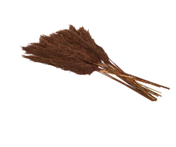 DRIED PLANT PAMPAS NATURAL FOLIAGE WITH LONG STEMS,