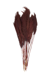 DRIED PLANT PAMPAS NATURAL FOLIAGE WITH LONG STEMS,