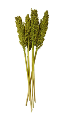 DRIED PLANT CORN MAZE NATURAL FOLIAGE WITH LONG STEMS, 3" X 1" X 30"