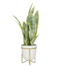 GREEN FAUX FOLIAGE SNAKE ARTIFICIAL PLANT WITH WHITE PORCELAIN POT AND GOLD STAND, 14" X 13" X 25"