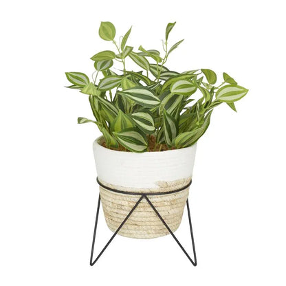 Green Rattan Coastal Sanchezia Artificial Plant