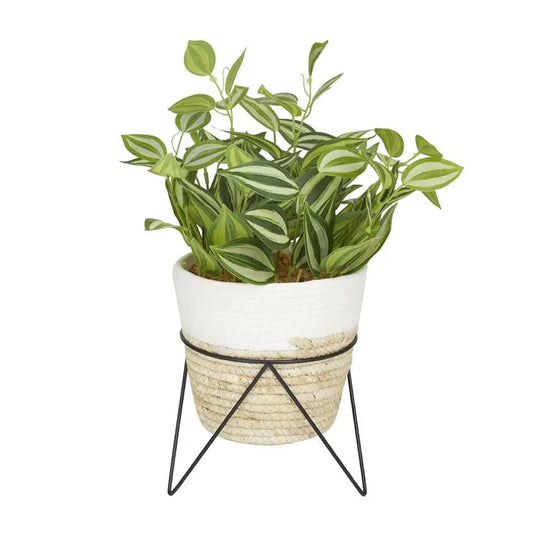 Green Rattan Coastal Sanchezia Artificial Plant
