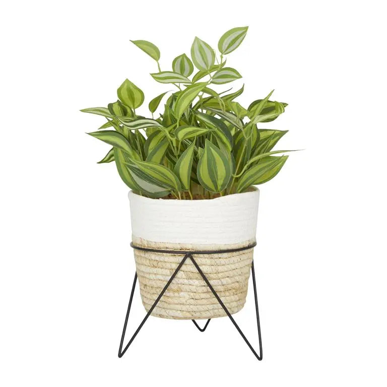 Green Rattan Coastal Sanchezia Artificial Plant