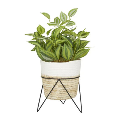 Green Rattan Coastal Sanchezia Artificial Plant